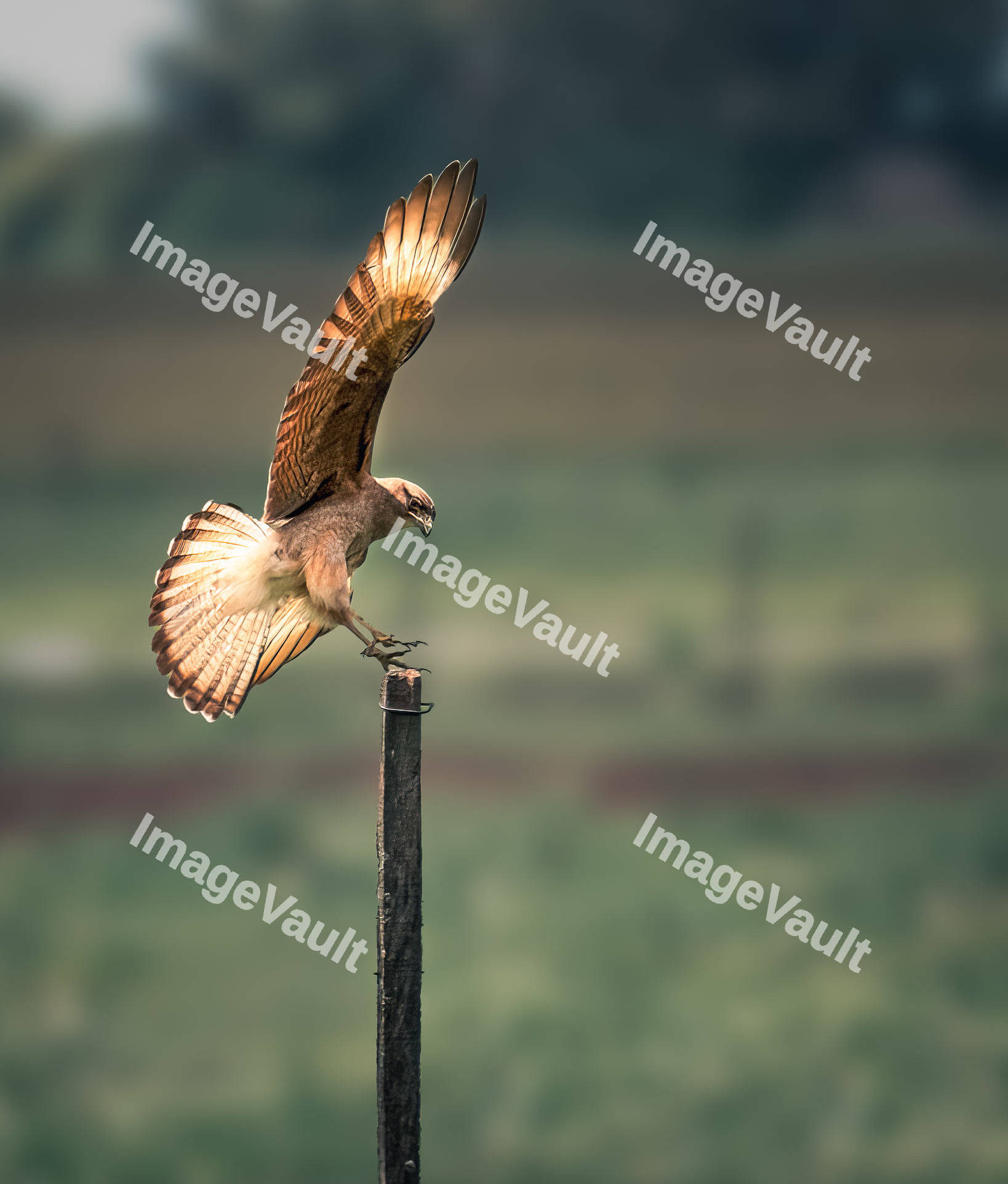 Chimango Caracara Bird